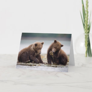 Braunbären-Cubs am Fluss Karte