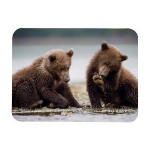 Braunbären-Cubs am Fluss Magnet