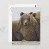 Braunbären die Natur lieben Postkarte (Vorne/Hinten)