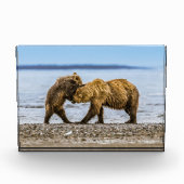 Braunbären Fotoblock (Vorderseite)