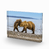 Braunbären Fotoblock (Rechts)