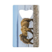 Braunbären Geldbeutel Flaschenöffner (Vorderseite)