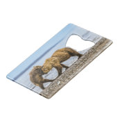 Braunbären Geldbeutel Flaschenöffner (Vorderseite Schrägansicht)