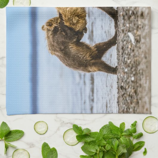 Braunbären Geschirrtuch (Gefaltet)