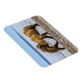 Braunbären Magnet (Rechte Seite)