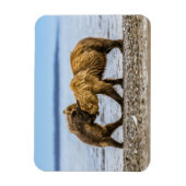 Braunbären Magnet (Vertikal)