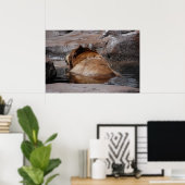 Braunbären Poster (Heimbüro)