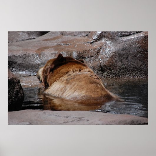 Braunbären Poster (Vorne)