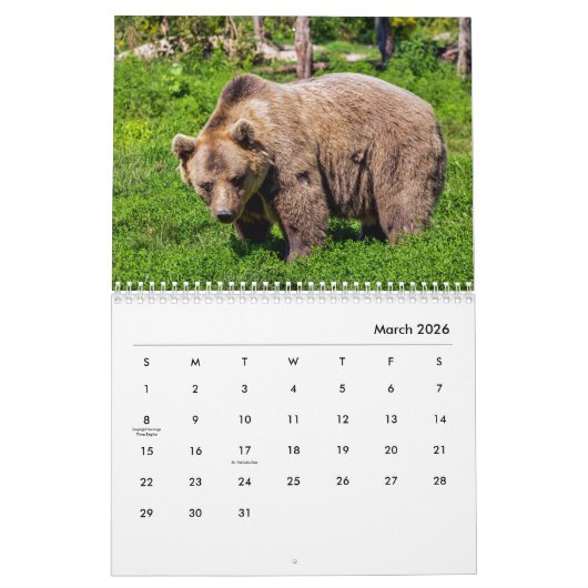 Braunbären-Wandkalender Kalender (Mär 2026)