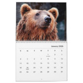 Braunbären-Wandkalender Kalender (Jan 2026)