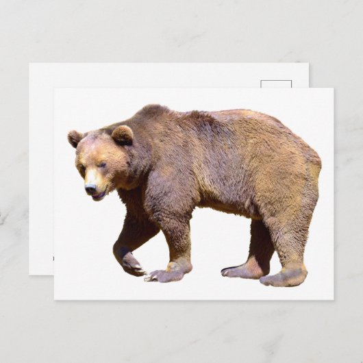 Braunbärenabgeschieden Postkarte (Vorne/Hinten)
