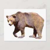 Braunbärenabgeschieden Postkarte (Vorderseite)
