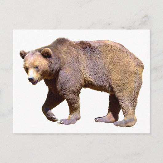 Braunbärenabgeschieden Postkarte (Vorderseite)