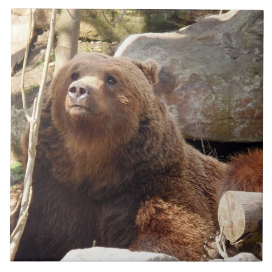 Braunbärenansicht Keramik Fliese (Vorderseite)