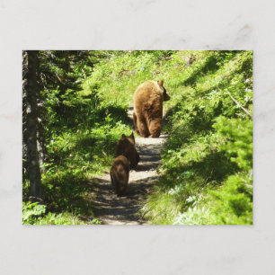 Braunbärenfamilie Postkarte