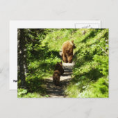 Braunbärenfamilie Postkarte (Vorne/Hinten)