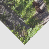 Braunbärenfamilie Seidenpapier (Ausschnitt)