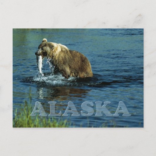 Braunbärenfischerei auf Kodiak in Alaska Postkarte (Vorderseite)