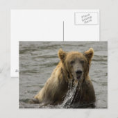 Braunbärenfischerei Postkarte (Vorne/Hinten)