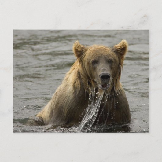Braunbärenfischerei Postkarte (Vorderseite)