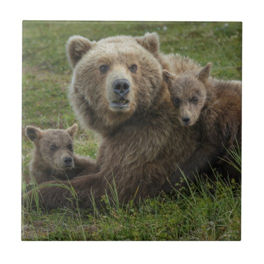 Braunbärenjunge kuscheln mit ihrer Mutter Fliese (Vorderseite)