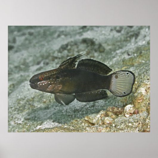 Braunbart Goby Poster (Vorne)