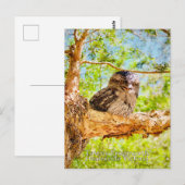 Braunbauch-Froschschnabel Postkarte (Vorne/Hinten)