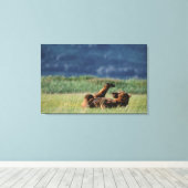 Braune Bären im Spiel, Ursus arctos, Alaska Leinwanddruck (Insitu (Holzboden))