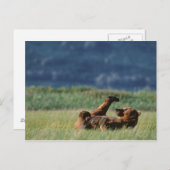 Braune Bären im Spiel, Ursus arctos, Alaska Postkarte (Vorne/Hinten)