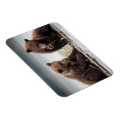 Braune Bärenjungen am Fluss Magnet (Rechte Seite)