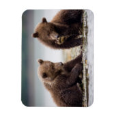 Braune Bärenjungen am Fluss Magnet (Vertikal)