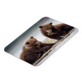 Braune Bärenjungen am Fluss Magnet (Linke Seite)