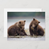 Braune Bärenjungen am Fluss Postkarte (Vorne/Hinten)