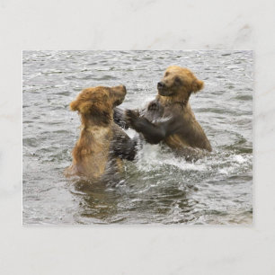 Braune Bärenjungen spielen im Wasser Postkarte