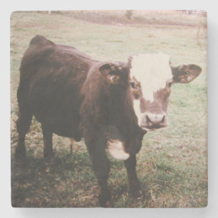 Braune Cream-Kuh Arkansas Steinuntersetzer