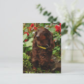 Braune Dackel im Garten mit Blume Postkarte (Stehend Vorderseite)