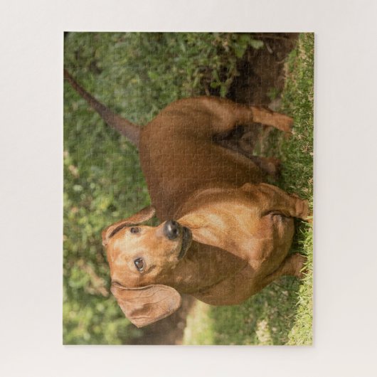 Braune Dackel Puzzle (Vertikal)