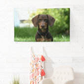 Braune Dackel Welpe Banner (Insitu)