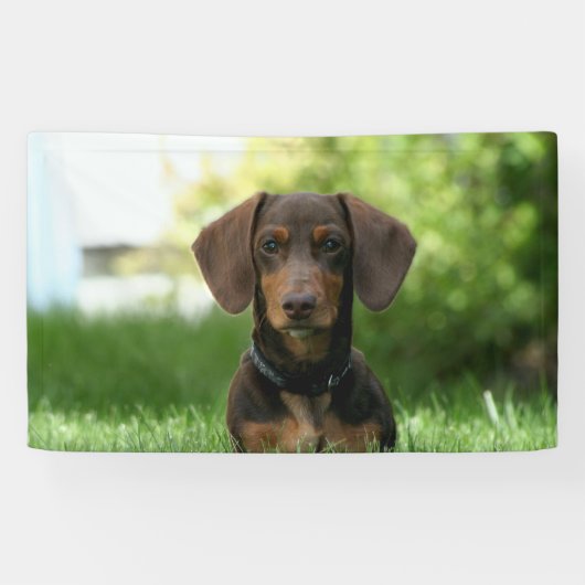 Braune Dackel Welpe Banner (Horizontal)