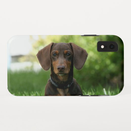 Braune Dackel Welpe Case-Mate iPhone Hülle (Rückseite (Horizontal))