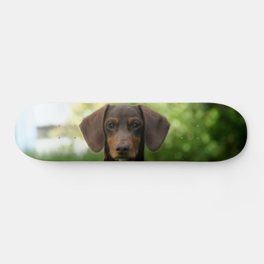 Braune Dackel Welpe Skateboard (Horizontal)