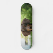 Braune Dackel Welpe Skateboard (Vorderseite)