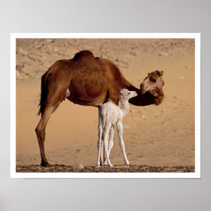 Braune Dromedar-Mutterkamelie mit weißem Kalb Poster