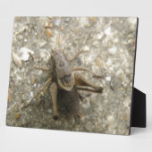 Braune Feldgitter Fotoplatte (Seite)