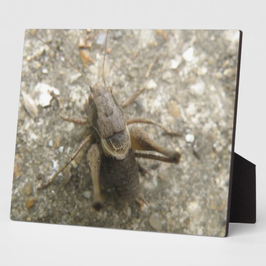 Braune Feldgitter Fotoplatte (Seite)