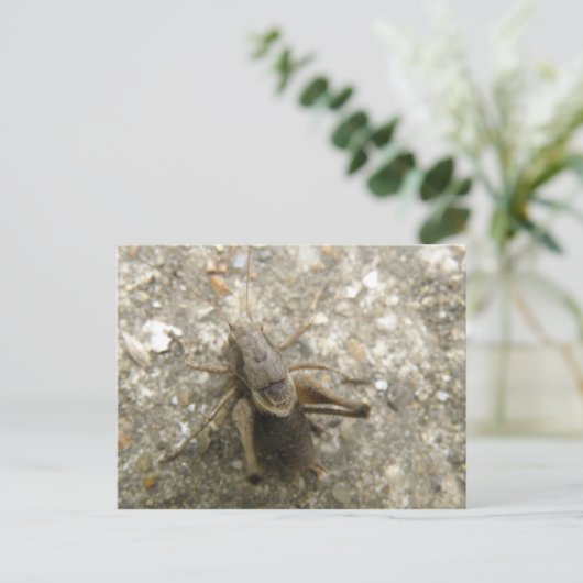Braune Feldgrille Postkarte (Stehend Vorderseite)