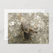 Braune Feldgrille Postkarte (Vorne/Hinten)
