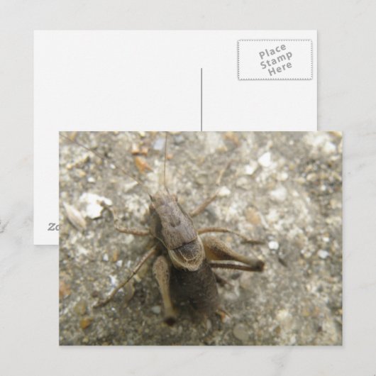 Braune Feldgrille Postkarte (Vorne/Hinten)