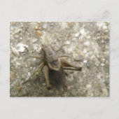 Braune Feldgrille Postkarte (Vorderseite)