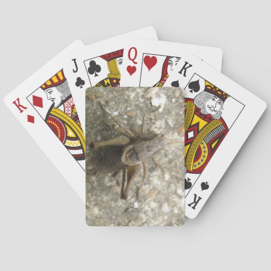 Braune Field-Cricket-Karten Spielkarten (Rückseite)